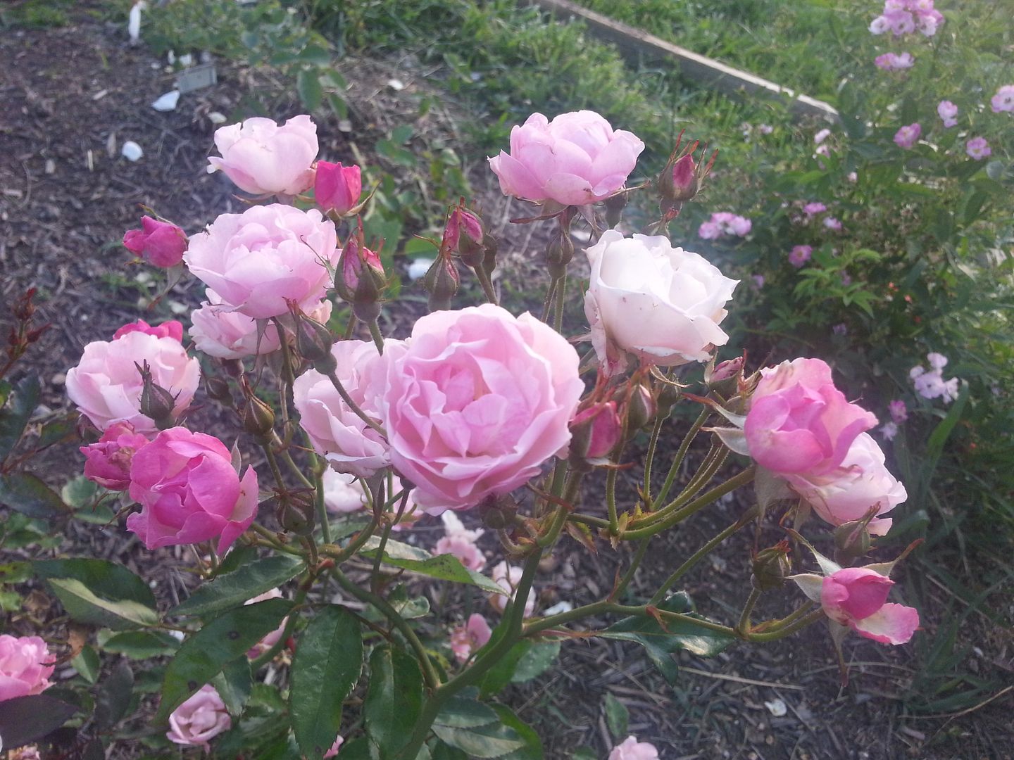 la marne photo 20130528_195534_zps363c4042.jpg